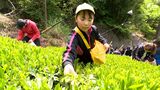 「難しいけど頑張ってやっています」新茶シーズン迎え小中学生が茶摘み 収穫目標は75キロ=静岡市清水区|TBS NEWS DIG