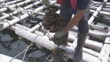 津波被害や原因不明の“大量死”乗り越え…ことしのカキは“希望が持てる”「新鮮でおいしいカキを食べに来て」 三重・鳥羽市 | 名古屋・愛知・岐阜・三重のニュース【CBC news】 | CBC web