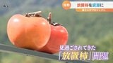 放置された柿を観光資源に…山口で始まった“となりの柿プロジェクト” | 山口のニュース・天気・防災|tys NEWS|tysテレビ山口