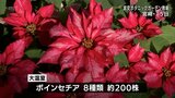 クリスマスを華やかに彩る ポインセチアとハワイアンキルトの展示会 宮崎市の宮交ボタニックガーデン青島で24日まで | MRTニュース | MRT宮崎放送