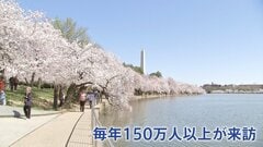 世界的桜の名所 ワシントンのポトマック川沿い3000本以上の桜が満開　支局カメラマンが撮影　アメリカ建国250年で新たに250本の桜を日本が寄贈 “日米友好のシンボル”| TBS CROSS DIG with Bloomberg
