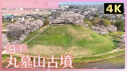【4K 】歴史を刻むーさきたまの桜・丸墓山古墳【JNN sakuraドローンDIG 2025】|TBS NEWS DIG