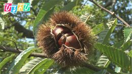 秋の味覚『栗』！“美味しい栗”の見分け方・オススメの保存方法は？【ひるおび】|TBS NEWS DIG