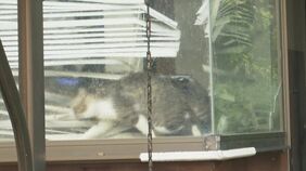 ネコを預けた住宅で…約150匹が死骸で発見　保護団体所属の女性を熊本市が刑事告発|TBS NEWS DIG