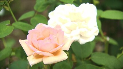 バラの「二番花」と満開のアジサイが共演！初夏のRSKバラ園【岡山
