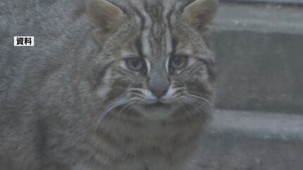 国指定の絶滅危惧種「ツシマヤマネコ」路上で死んでいるのが見つかる