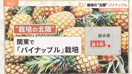 パイナップル畑様 リクエスト 7点 まとめ商品 Amazon.co.jp: マンナンライフ クラッシュタイプの蒟蒻畑プラス