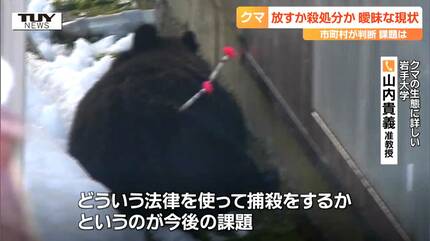 処分価格熊 【公式通販】