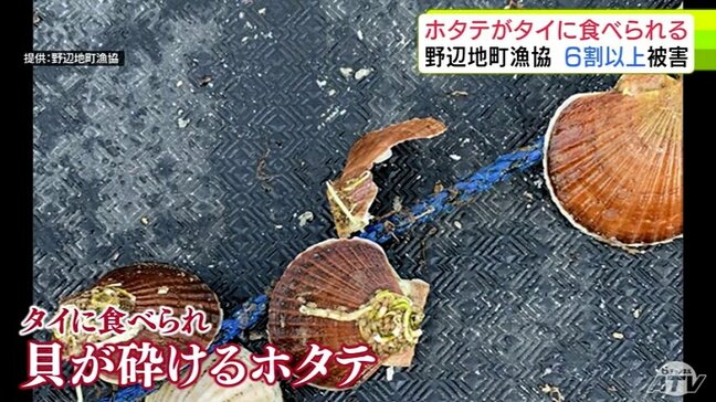 【独自】ホタテが「タイ」に食べられる…「大きい人だと200万円ぐらいの損害」野辺地町漁協で全体の6割以上のホタテに被害確認　タイのエサだった“ホタテの付着物”が不漁により不足になったためか　青森|TBS NEWS DIG