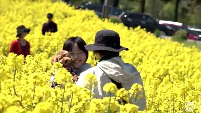 絶景の菜の花!大型連休の人出1万5000人超 「広大でこんなに綺麗な菜の花畑」 夏日世予想の大型連休最終日 青森県横浜町|TBS NEWS DIG