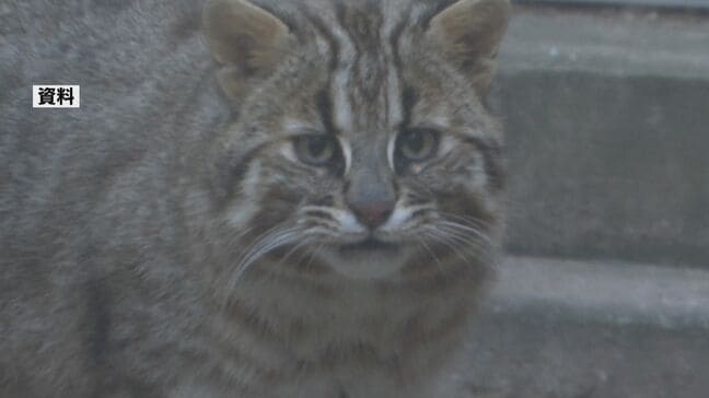 国の天然記念物ツシマヤマネコが交通事故死 親離れしたばかりのメスの亜成獣 環境省がドライバーに注意呼びかけ【長崎県対馬市】|TBS NEWS DIG