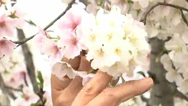 日によって白から濃いピンク色に変わる『結桜(ゆいざくら)』人と人とを結んでほしいという願いとともに迎える見頃　新潟県阿賀野市|TBS NEWS DIG