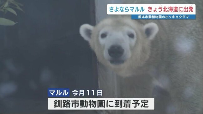 13歳のマルルへ　『大好きだよ』――熊本市動植物園の人気ホッキョクグマ　故郷の北海道へ旅立ち|TBS NEWS DIG