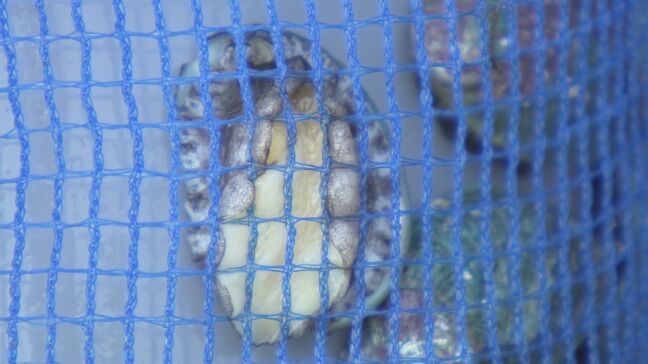 アワビの稚貝放流、約9万個が海へ 4年ほどかけ成長 福島・いわき市|TBS NEWS DIG