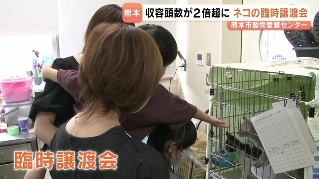 ピンチ！収容可能数の２倍超に　ネコの「臨時譲渡会」　熊本市|TBS NEWS DIG