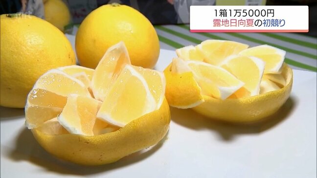 実が大きく例年より甘い　露地もの「日向夏」の初競り　1箱5キロで1万5000円の最高値|TBS NEWS DIG