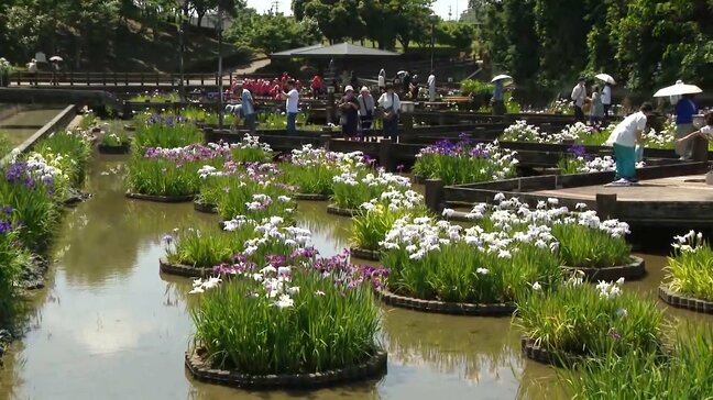 梅雨に映える「ハナショウブ」白や紫色の花が見頃 福岡県みやこ町・豊津花菖蒲園 13日(土)と14日(日)は「みやこ町花しょうぶまつり」を実施|TBS NEWS DIG