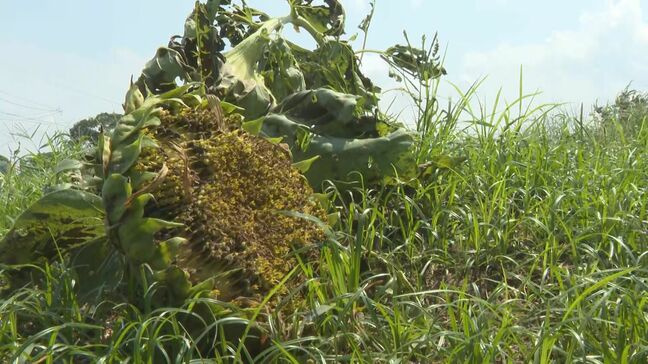 台風10号、ひまわり畑が壊滅「今までにない風だった」　ツアーキャンセル…観光地に深い爪痕　大分|TBS NEWS DIG