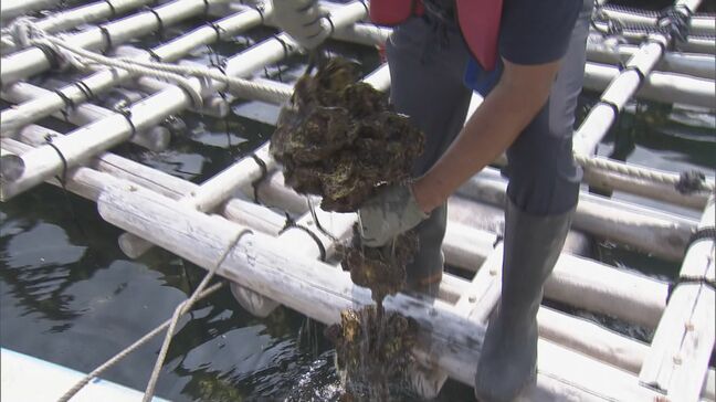 津波被害や原因不明の“大量死”乗り越え…ことしのカキは“希望が持てる”「新鮮でおいしいカキを食べに来て」  三重･鳥羽市|TBS NEWS DIG