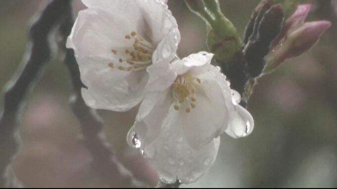 金沢は「前日の夏日」から一転し「花冷え」の雨も 最高気温は12度の予想 寒暖差による体調不良などに注意を　|　石川県のニュース｜MRO北陸放送