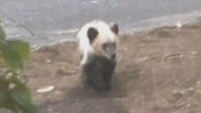 自宅近くにクマ出没「クマいる！そっち行ったらダメ！」“自分だからできること”クマに強いマチへの挑戦【北海道・札幌】　|　北海道のニュース｜HBC北海道放送