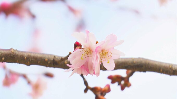 「春っぽくなったなぁ」雪国にも一足早い春　二度咲きの『十月桜』ほころぶ　八重の花びら揺れる春の風情　|　青森のニュース│ATV NEWS│青森テレビ