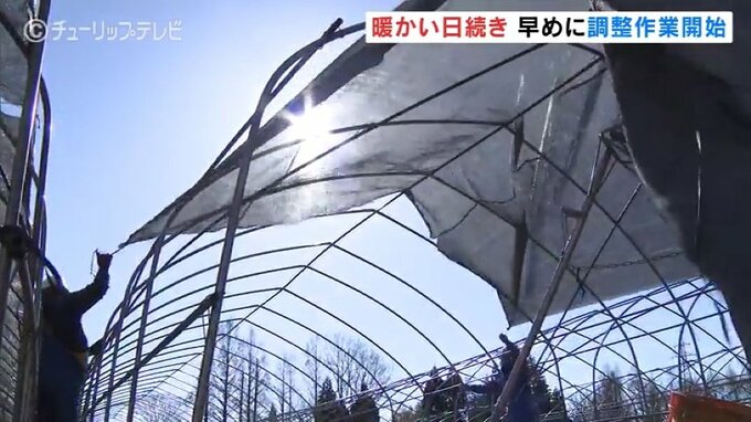 チューリップフェアに向け遮光ネット　会期に合わせ開花の調整作業　　|　富山のニュース｜天気・防災｜チューリップテレビ