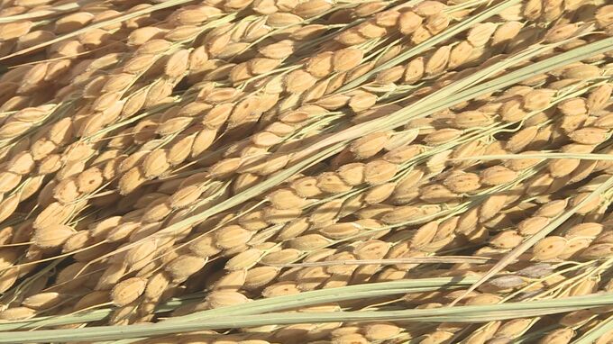 山口県らしいお酒の味に　オリジナル酒米　西都の雫の出荷式　|　山口のニュース・天気・防災｜tys NEWS｜ｔｙｓテレビ山口