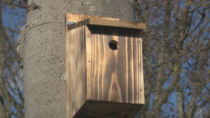 「シジュウカラが来てほしい」児童が廃材を使った巣箱を設置 石川・小松市の木場潟　|　石川県のニュース｜MRO北陸放送