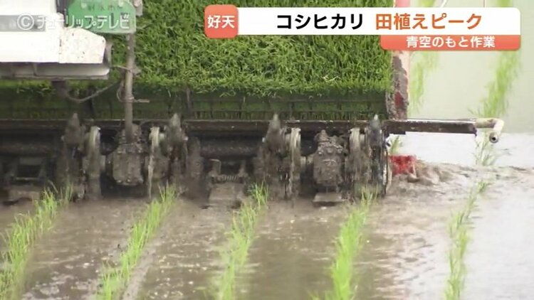 田植えの最盛期到来！青空の下で進む「コシヒカリ」苗植え 猛暑対策で