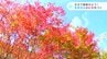 「きれいな川と映えておすすめ」まるで錦絵のよう！黒尊渓谷の紅葉色づく（高知・四万十市西土佐）　|　高知のニュース・天気｜KUTV NEWS | KUTVテレビ高知