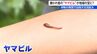 「すごくはまりました」嫌われ者の “吸血鬼” ヤマビル捕獲イベントが人気に　「誰も手をつけていない魅力・宝がある」仕掛け人が語る地域おこし　新潟・阿賀町　|　新潟のニュース・天気｜BSN NEWS｜BSN新潟放送