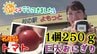 1個250グラムの“巨大おにぎり”10分で売り切れる人気商品！トマトが名産・蓬田村の産直施設で旬探し【わっち!!朝イチ行ってきました】8月26日放送回　|　青森のニュース│ATV NEWS│青森テレビ