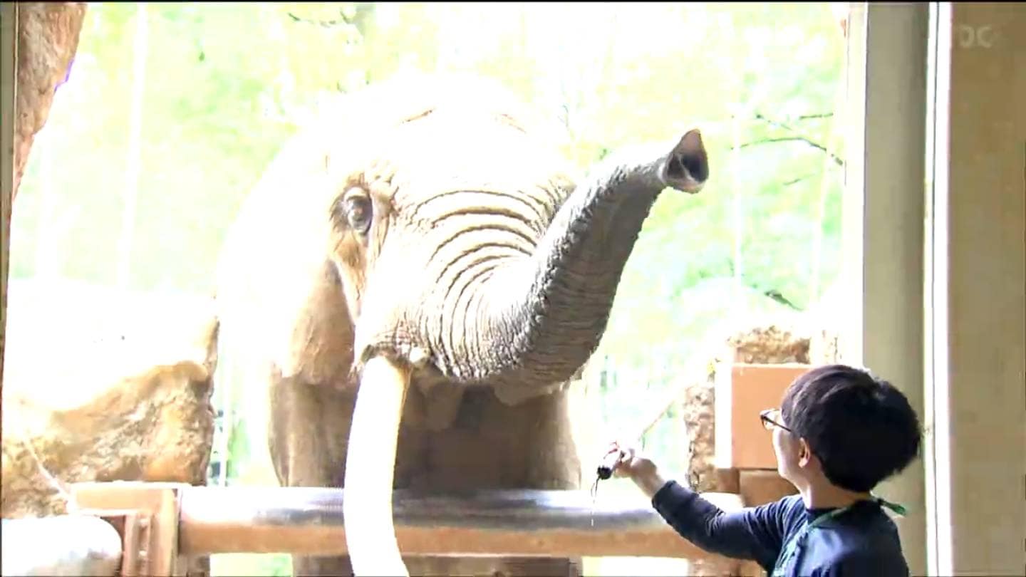 速報】アフリカゾウのベン（推定36歳）死ぬ 仙台市八木山動物公園