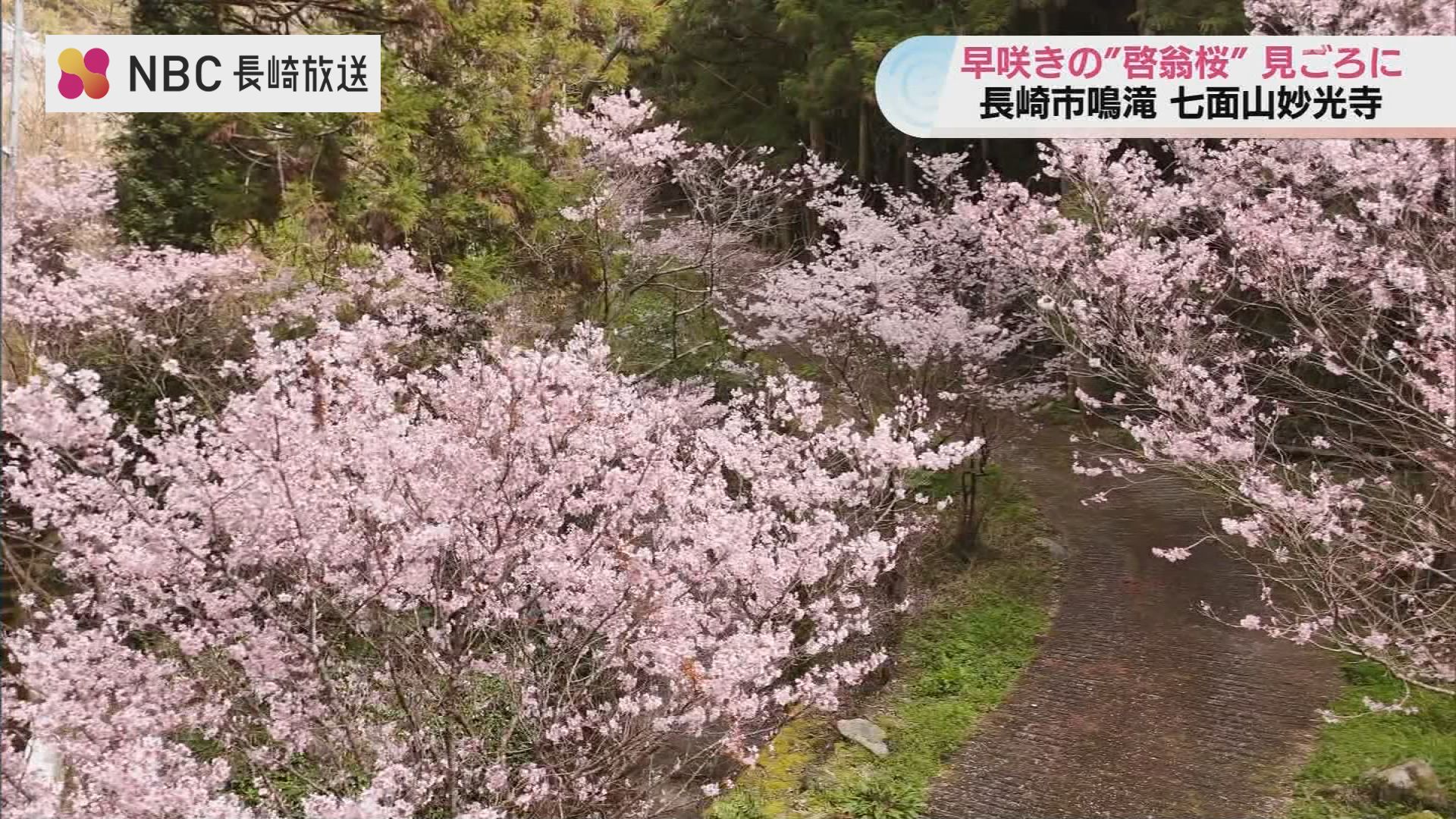 一足早い桜の名所”長崎・七面山妙光寺で「啓翁桜」が見ごろ 30年で紡が
