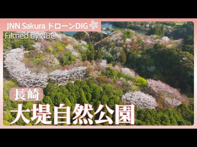ななしさん 山桜 切り株 高さ約20㎝ 9000円 個人がつくった自然公園 様々な山桜が咲き誇る【JNN sakuraドローンDIG