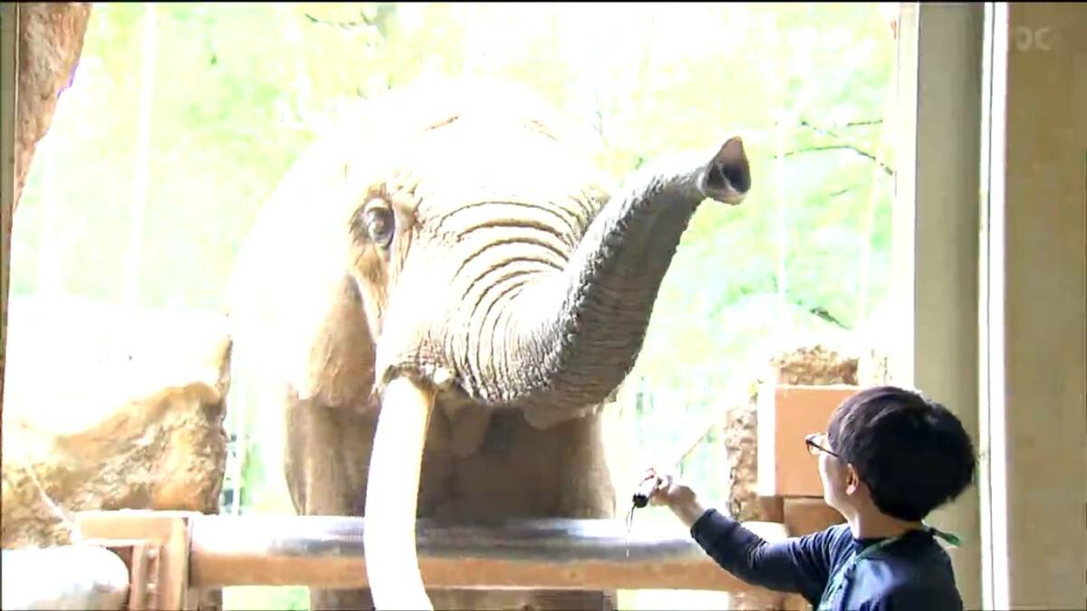 速報】アフリカゾウのベン（推定36歳）死ぬ 仙台市八木山動物公園