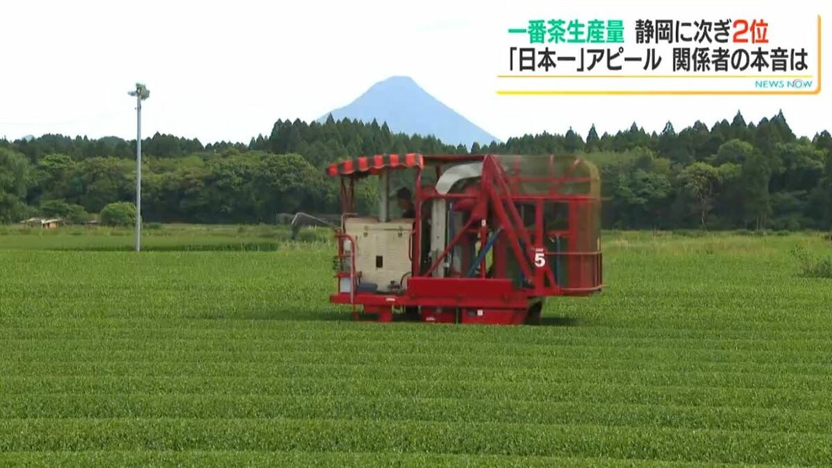 日本一の鹿児島茶　一番茶は静岡県に次ぐ全国2位　生産量は増えるも1090トン及ばず