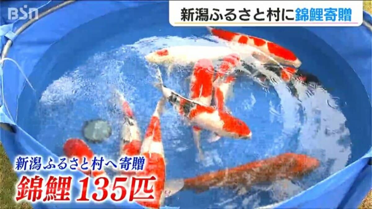 猛暑の影響で飼育数半減…ありがたい」新潟ふるさと村に長岡産