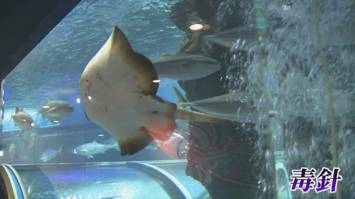 img_17b85ca489e2773382aed81a9d