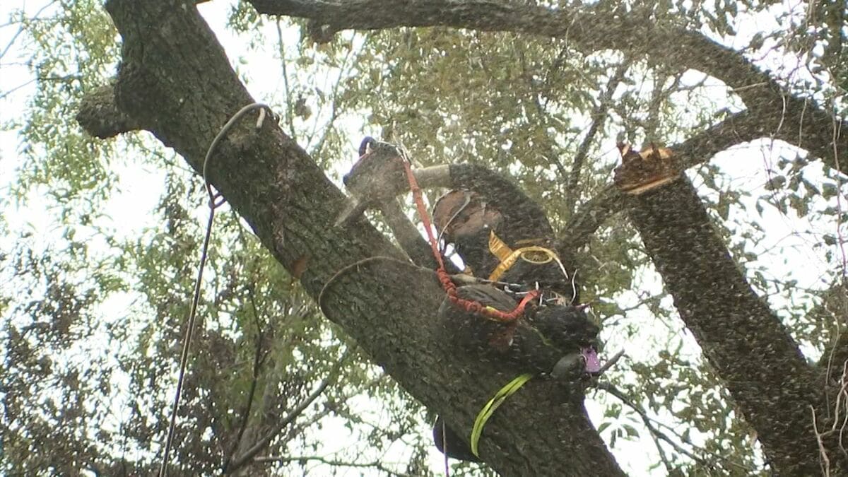 倒木による列車の運転見合わせ増える→JR西日本がその対策「沿線の集中
