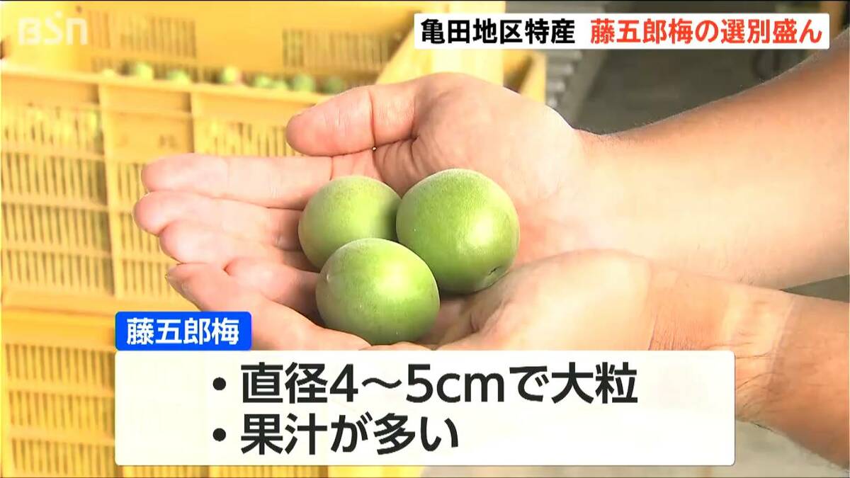 大粒で肉厚 梅干し・梅酒づくりに最適です！ 『藤五郎梅』の選果