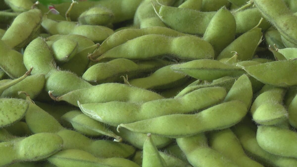 枝豆の産地化へ　濃厚な甘みと豊かな香り　早生品種の「初だるま」が出荷シーズンに