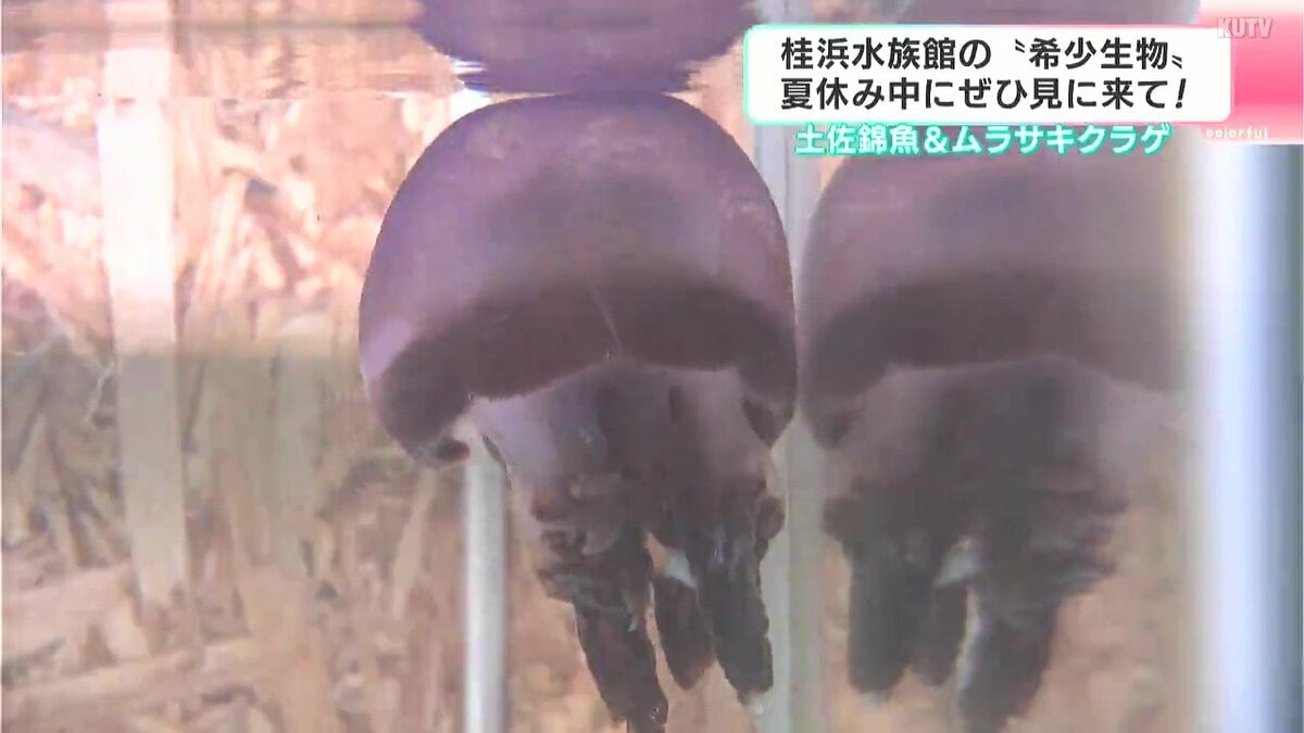 土佐錦魚＆ムラサキクラゲ　“ハマスイ”で珍しい金魚や紫色をしたクラゲを展示　夏休み中にぜひ見に来て！