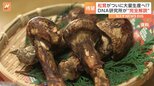 「マツタケが食べ放題になる日が来るかも」 全遺伝情報の解読に初成功|TBS NEWS DIG