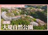 個人がつくった自然公園　様々な山桜が咲き誇る【JNN sakuraドローンDIG 2026】|TBS NEWS DIG