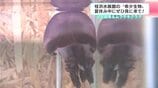 土佐錦魚＆ムラサキクラゲ　“ハマスイ”で珍しい金魚や紫色をしたクラゲを展示　夏休み中にぜひ見に来て！　|　高知のニュース・天気｜KUTV NEWS | KUTVテレビ高知