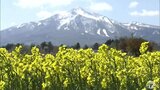 毎年場所が変わっても…絶景！残雪の岩木山と菜の花絨毯　青森県鰺ヶ沢町　|TBS NEWS DIG