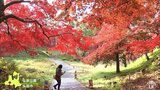 落ち葉の絨毯 弘前公園 散りゆく紅葉楽しむ 青森・弘前市 | 青森のニュース│ATV NEWS│青森テレビ