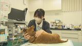過渡期迎える動物医療…現場で活躍する「愛玩動物看護師」とは？　新人看護師がこの世界に飛び込んだワケ|TBS NEWS DIG